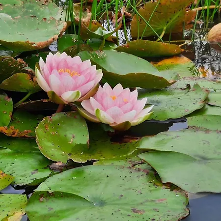 Feriehus Luxury Retreat With Pool - By Traum Henne Strand