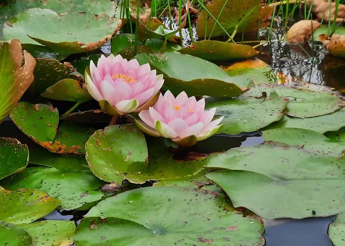 Feriehus Luxury Retreat With Pool - By Traum Henne Strand